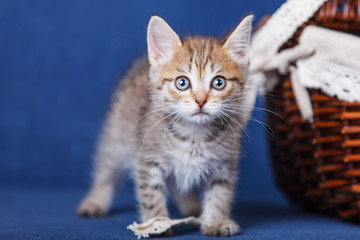 Young kitten stay on blue background