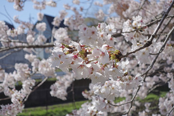 2014年桜の花
