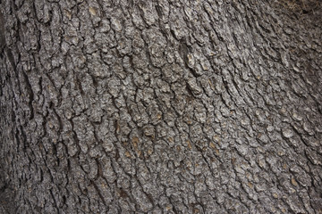 wood2
