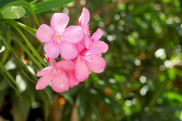 Obraz na płótnie Canvas Pink flowers in nature