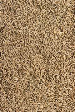 Spices zira background