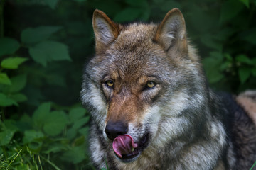 Naklejka na ściany i meble european grey wolf