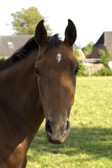 Obraz premium horse!