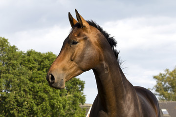 horse...