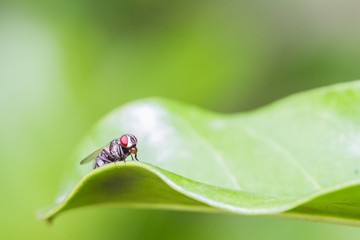 Housefly resting on green leaf