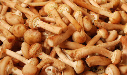 honey agaric mushrooms harvest