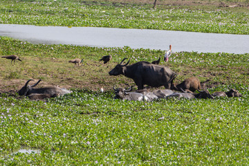 Water buffalos