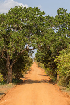 Safai in the Yala Nationalpark