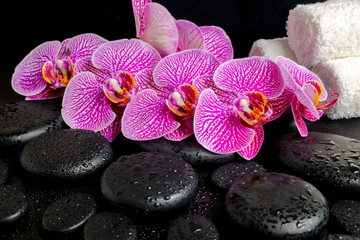 Fototapeta na wymiar spa setting of blooming twig of stripped violet orchid (phalaeno