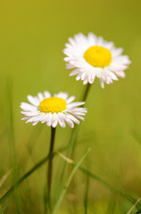 Closeup photo of daisy flowers