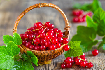Red currant