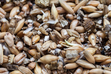 sprouting wheat seed