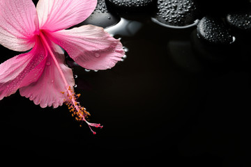 spa concept  of  blooming pink hibiscus and zen stones with drop