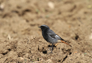 rougequeue noir