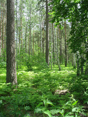 Mixed forest. Summer landscape