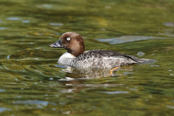 Goldeneye, Bucephala clangula