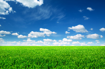 field of spring grass and beautiful sky