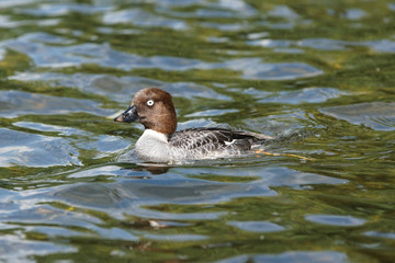 Goldeneye, Bucephala clangula