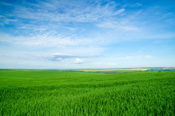 Fototapeta premium field of grass and perfect blue sky