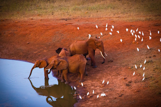 Fototapeta red elephants