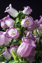 Pink canterbury bell flower