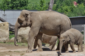 Elephant mom with baby