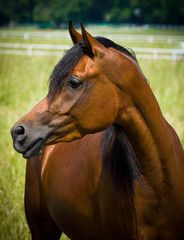 arabian horse