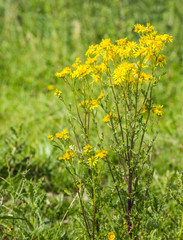 Obraz premium Yellow flowering Ragwort plant