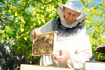 A beekeeper inspects hives. Frame with bees.