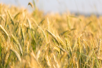 Golden wheat field - obrazy, fototapety, plakaty