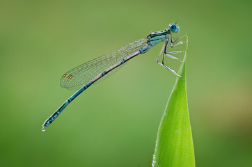 Macro of damselfly