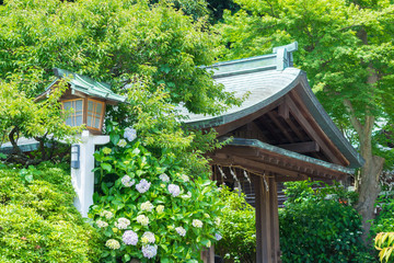 Hydrangea of Kamakura-gu Shrine