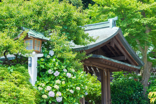 Fototapeta Hydrangea of Kamakura-gu Shrine