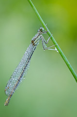 Macro of damselfly