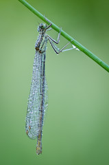 Macro of damselfly