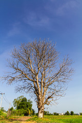 Lone dead tree located on dry ground in the green rice