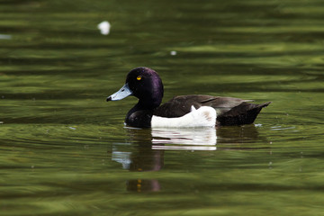 Tufted Duck, Aythya fuligula