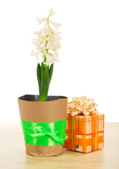 Hyacinth with gift box on table