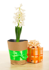 Obraz premium Hyacinth with gift box on table