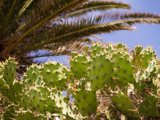 Opuntia und Palme auf Gran Canaria