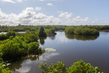 Fototapeta na wymiar mangroves in Sri lanka