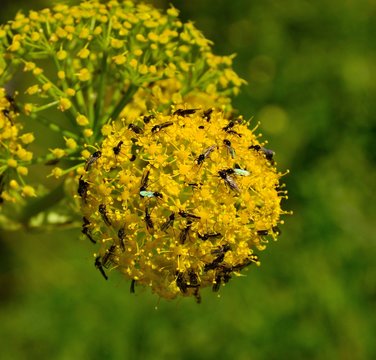 Sphere of fennel flowers with swarm of insects