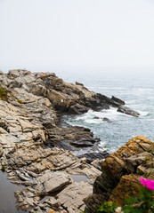 Flowers by rocky Surf