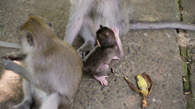 Macaque monkeys in reservation