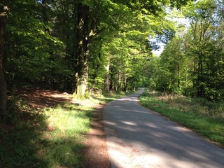 Waldweg