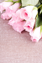 pink roses on abstract background 