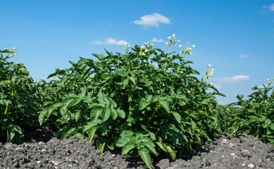 Kartoffelblüte