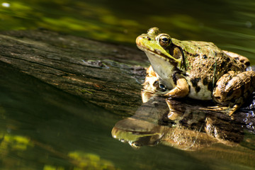 Obraz premium Green Frog