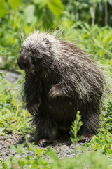 Porcupine