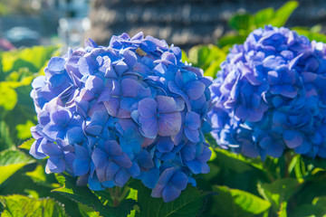 two blue hydrangeas blooms
